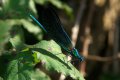 Dragonflies and Damselflies: Beautiful Demoiselle (Calopteryx virgo)